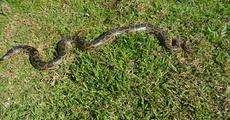 Python rescued near Kalaigaon