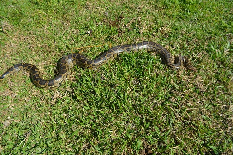 Python rescued near Kalaigaon