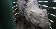 Hand-reared rhinos moved to Manas