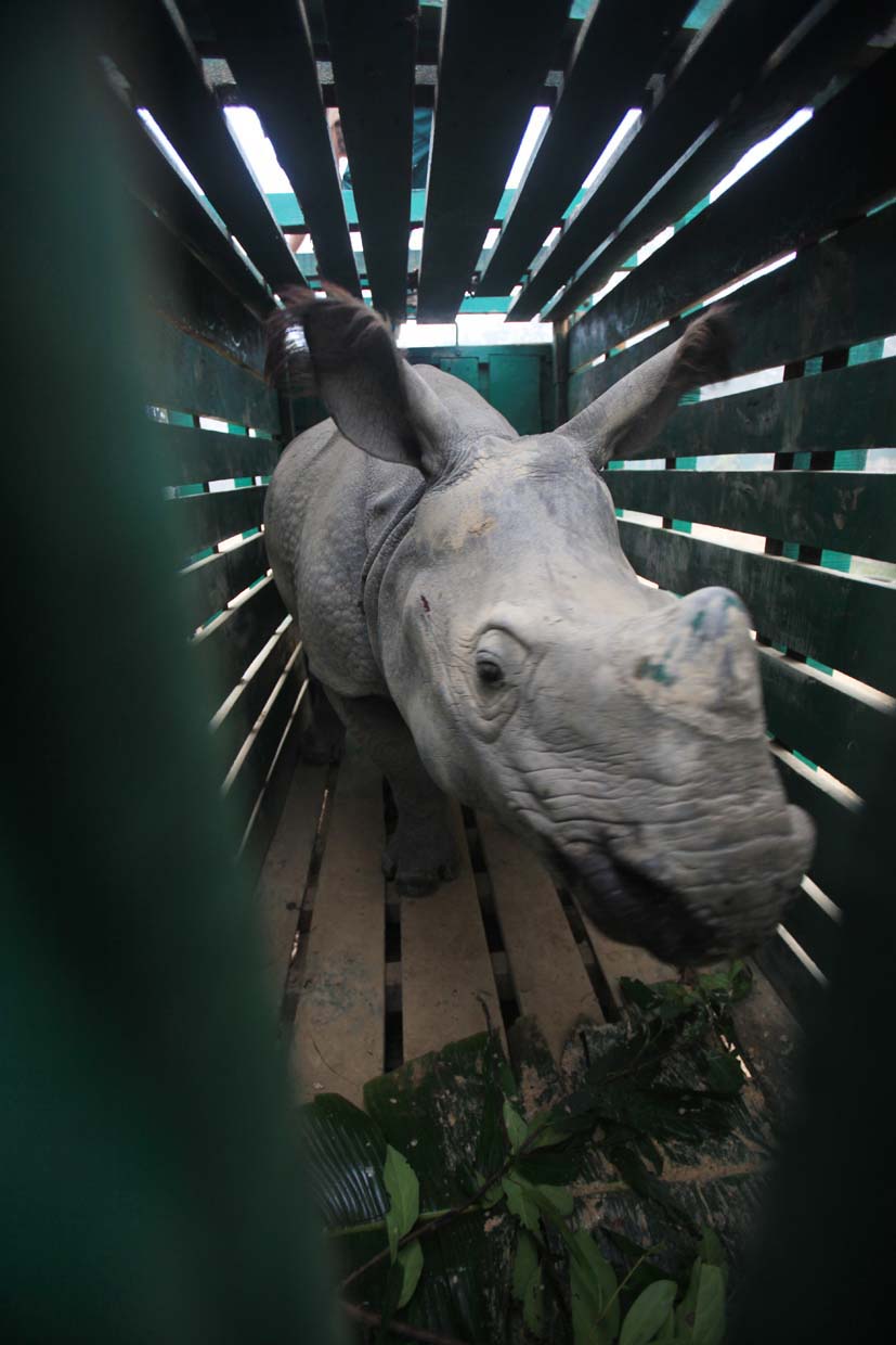 Hand-reared rhinos moved to Manas