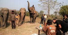 Elephant Health Camp at Manas