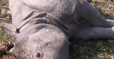 Poaching: 1 more rhino killed in Kaziranga