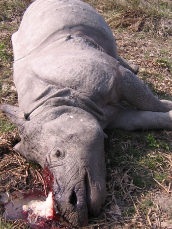 Poaching: 1 more rhino killed in Kaziranga